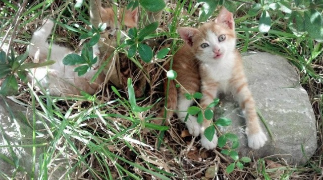 球场之外,伊朗篮球的硬仗,远不止于胜负